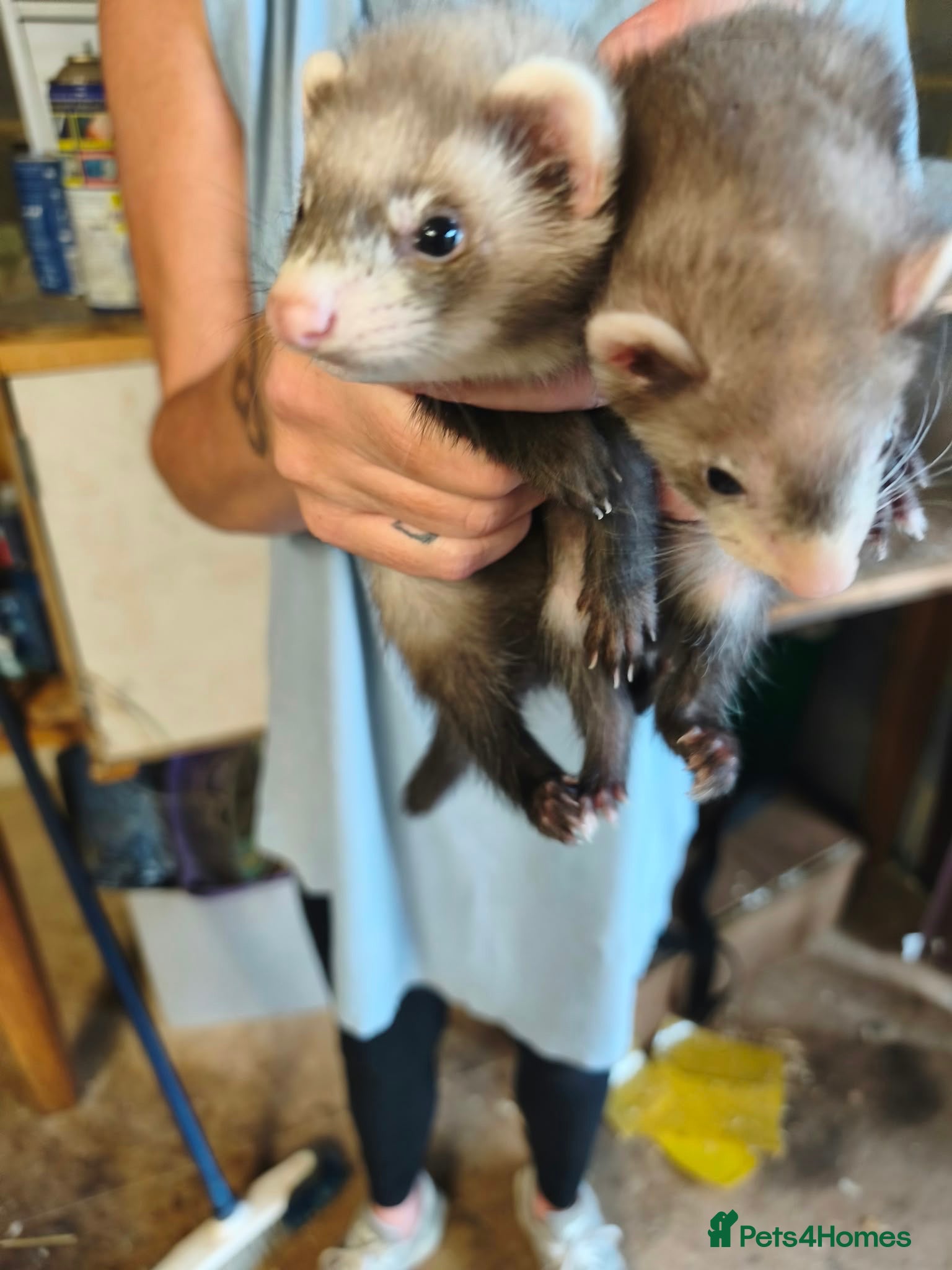 Ferret rodents Ferrets  - Advert 9