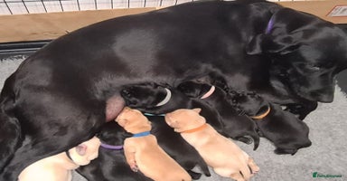 Labrador Retriever dogs - Advert 11
