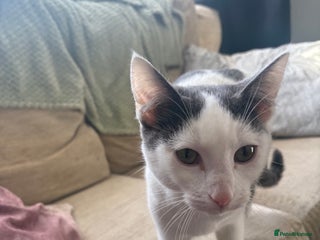Mixed Breed cats 7 month male cat - Advert 4