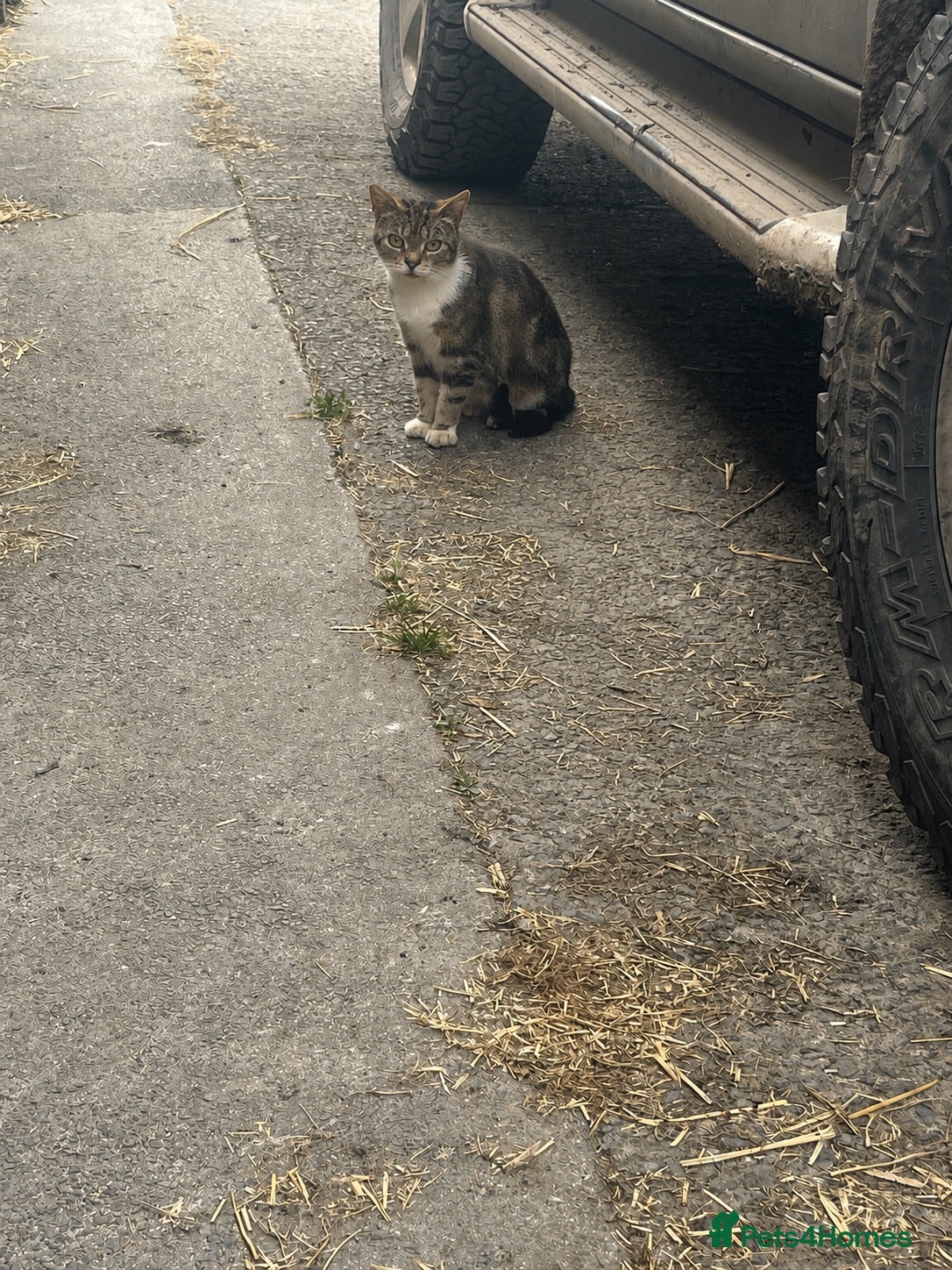 Mixed Breed cats 5 Beautiful kittens available  - Advert 2