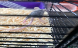 Mouse rodents for sale: Female mice free to good home - Image 14
