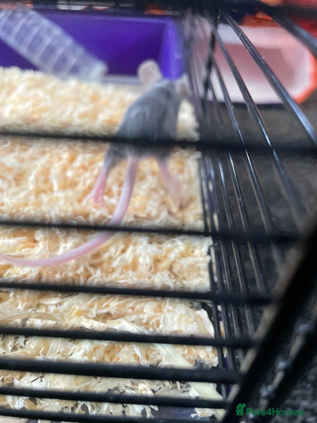 Mouse rodents for sale: Female mice free to good home - Image 14