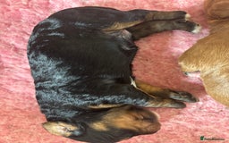 Cavapoo dogs for sale: Extensive health tested f1 cavapoo pups males  - Image 10