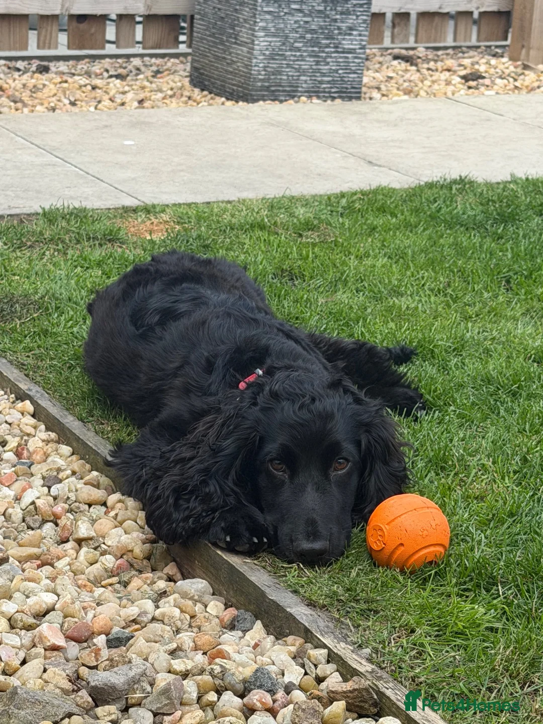 Cocker Spaniel dogs for sale: Jaxon - Advert 8