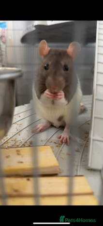Rat rodents - Advert 11