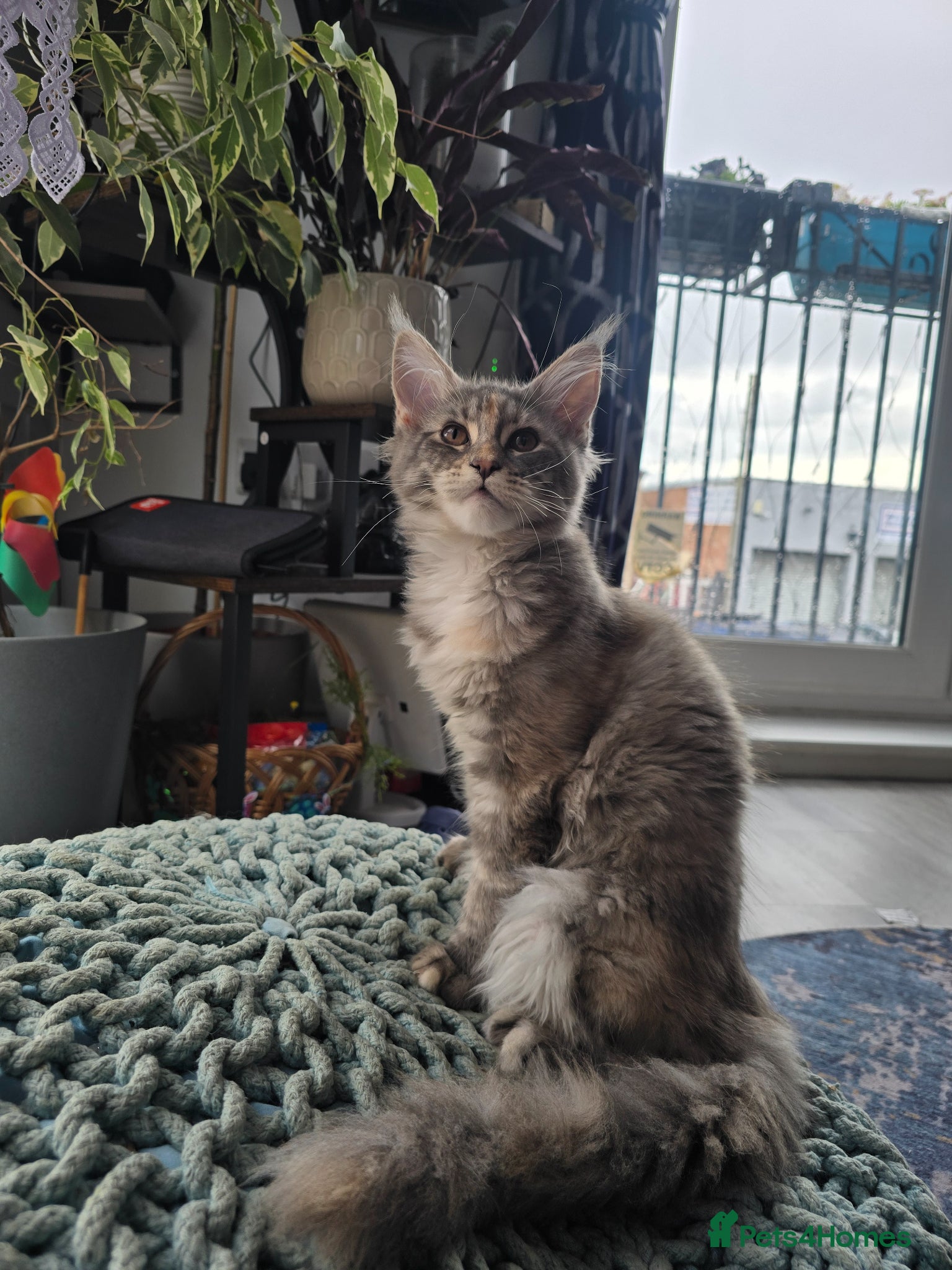 Maine Coon cats TICA registered Maine coons available!  - Advert 15