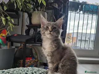 Maine Coon cats TICA registered Maine coons available! - Advert 15