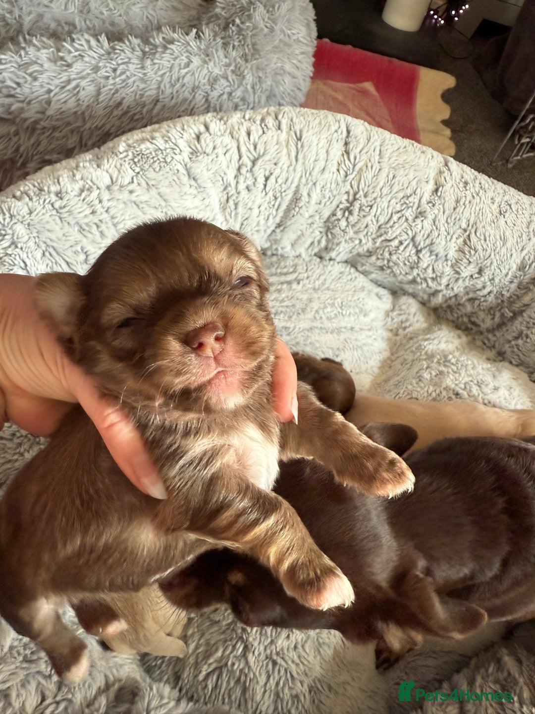 Chihuahua dogs for sale: Cheeky, naughty little chihuahua babies.  - Advert 6