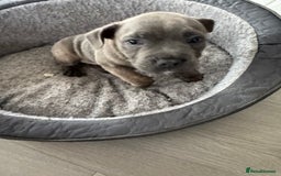 Staffordshire Bull Terrier dogs for sale: KC Reg  boy staff puppy for sale  - Image 5