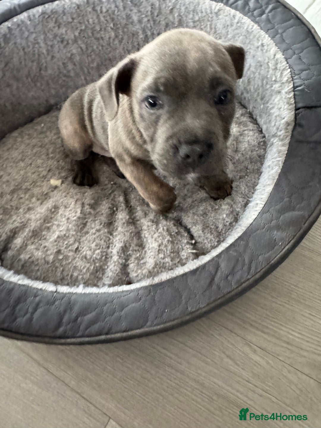 Staffordshire Bull Terrier dogs for sale: KC Reg  boy staff puppy for sale  - Image 5