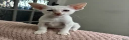Siamese cats for sale: GCCF registered Siamese kittens in Great Yarmouth - Advert 3