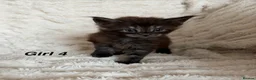 Maine Coon cats for sale: Maine coon kittens ready to reserve  - Advert 3