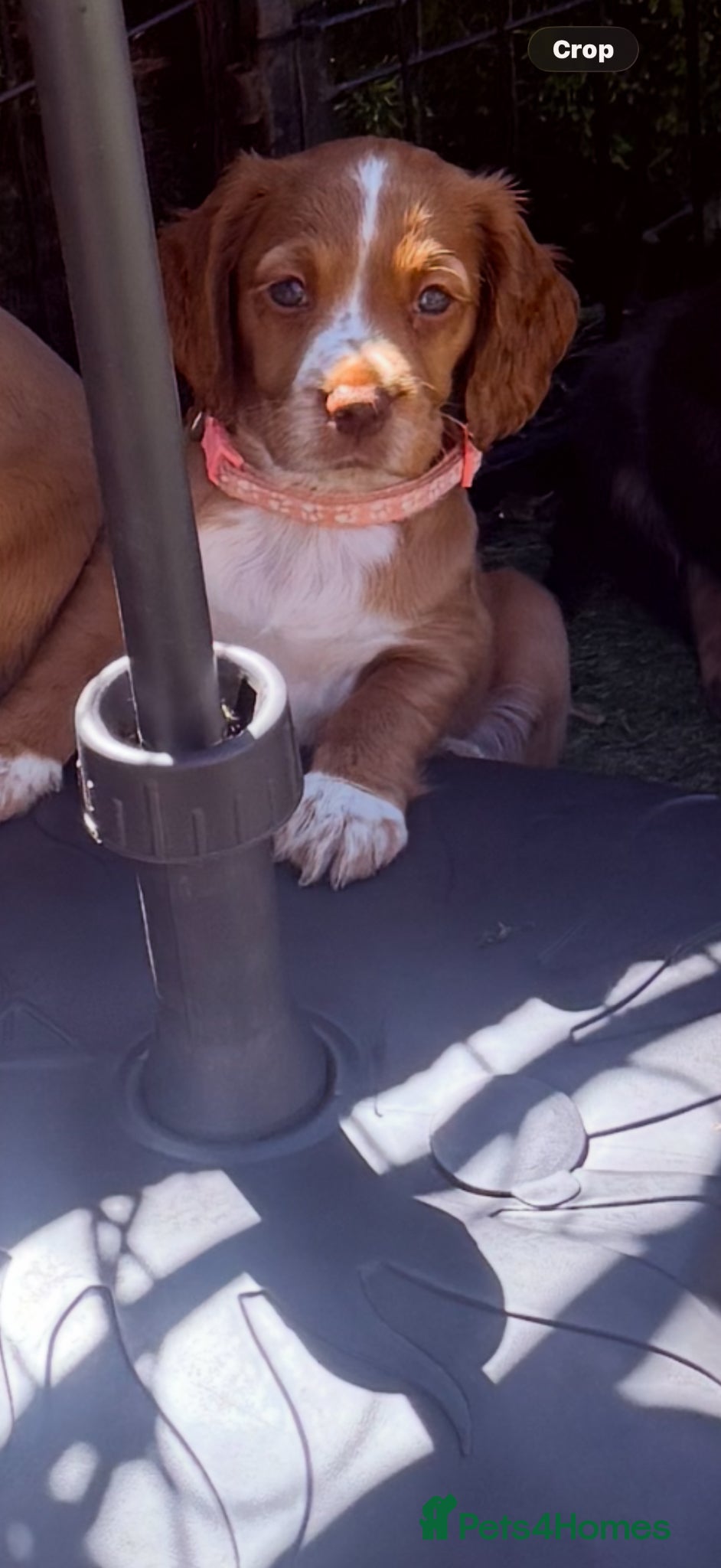 Cocker Spaniel dogs Kc reg cocker spaniels  - Advert 1