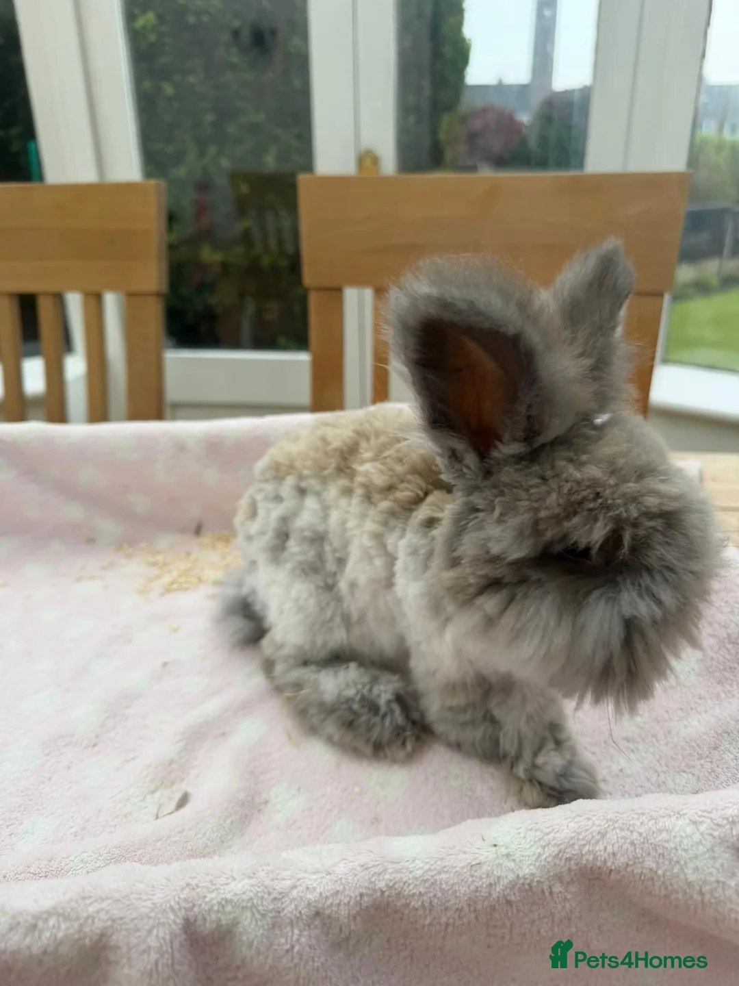 Angora rabbits for sale: Pure bred Angora bunnies £140 - Advert 8