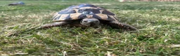 Hermann Tortoise reptiles for sale: Various Ages of Hermann Tortoises in Bridgwater - Advert 10