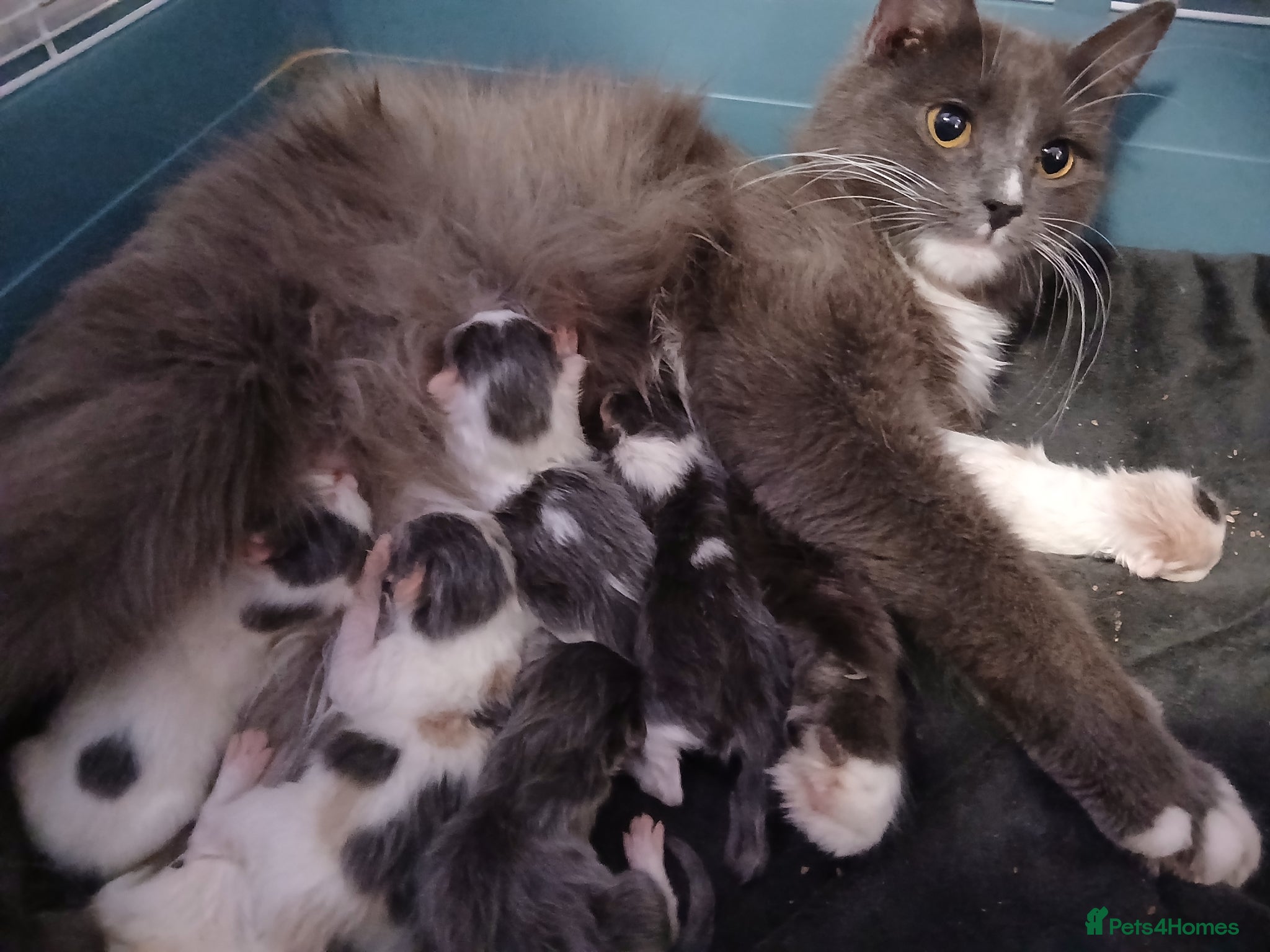 British Longhair cats Stunning british longhair kittens  - Advert 1