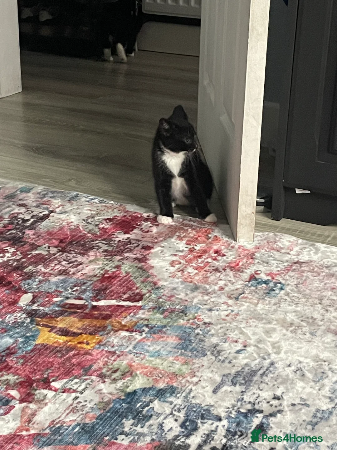 Mixed Breed cats for sale: 1 boy and 3 girls  - Advert 13