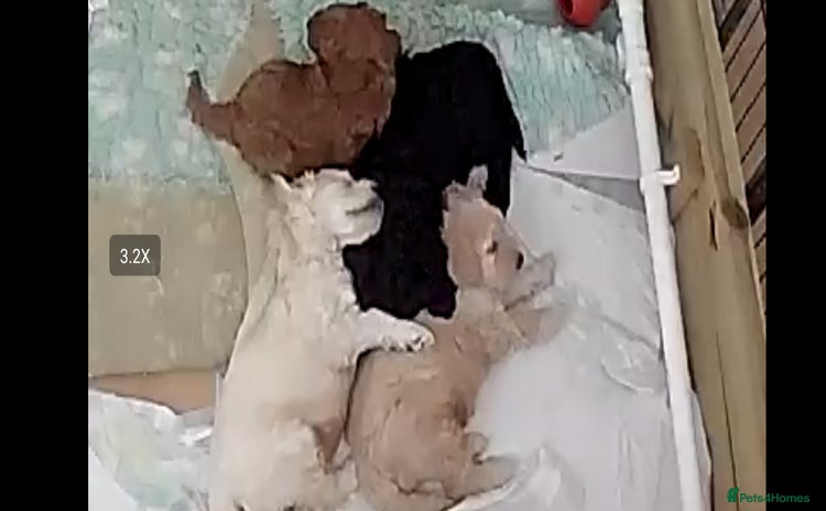 Goldendoodle dogs - Advert 1