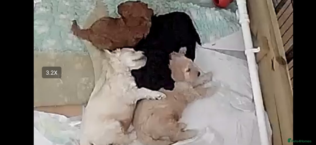 Goldendoodle dogs for sale: FANTASTIC FOUR YORKSHIRE LADS  - Image 1