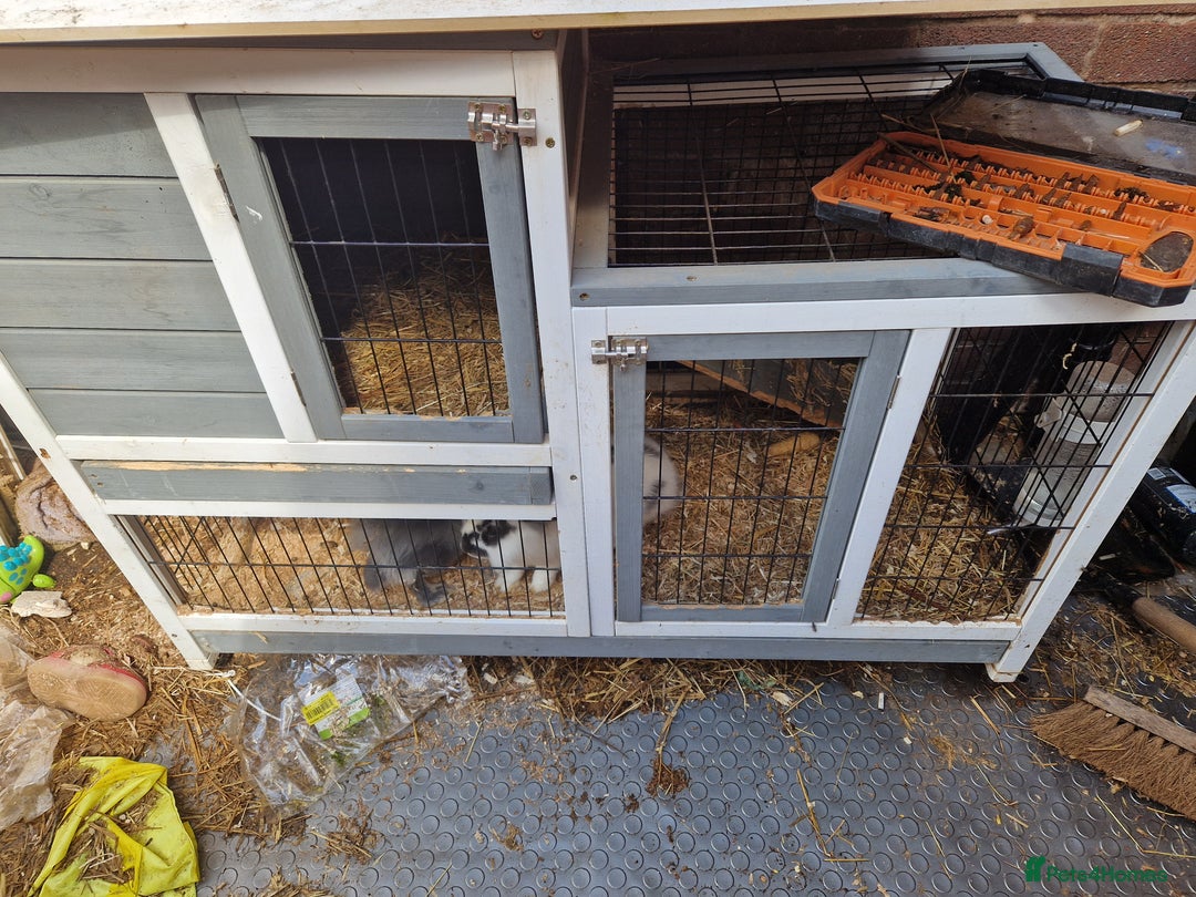 Lionhead rabbits for sale: 2x Baby Lionhead Females With Large Cage - Image 5