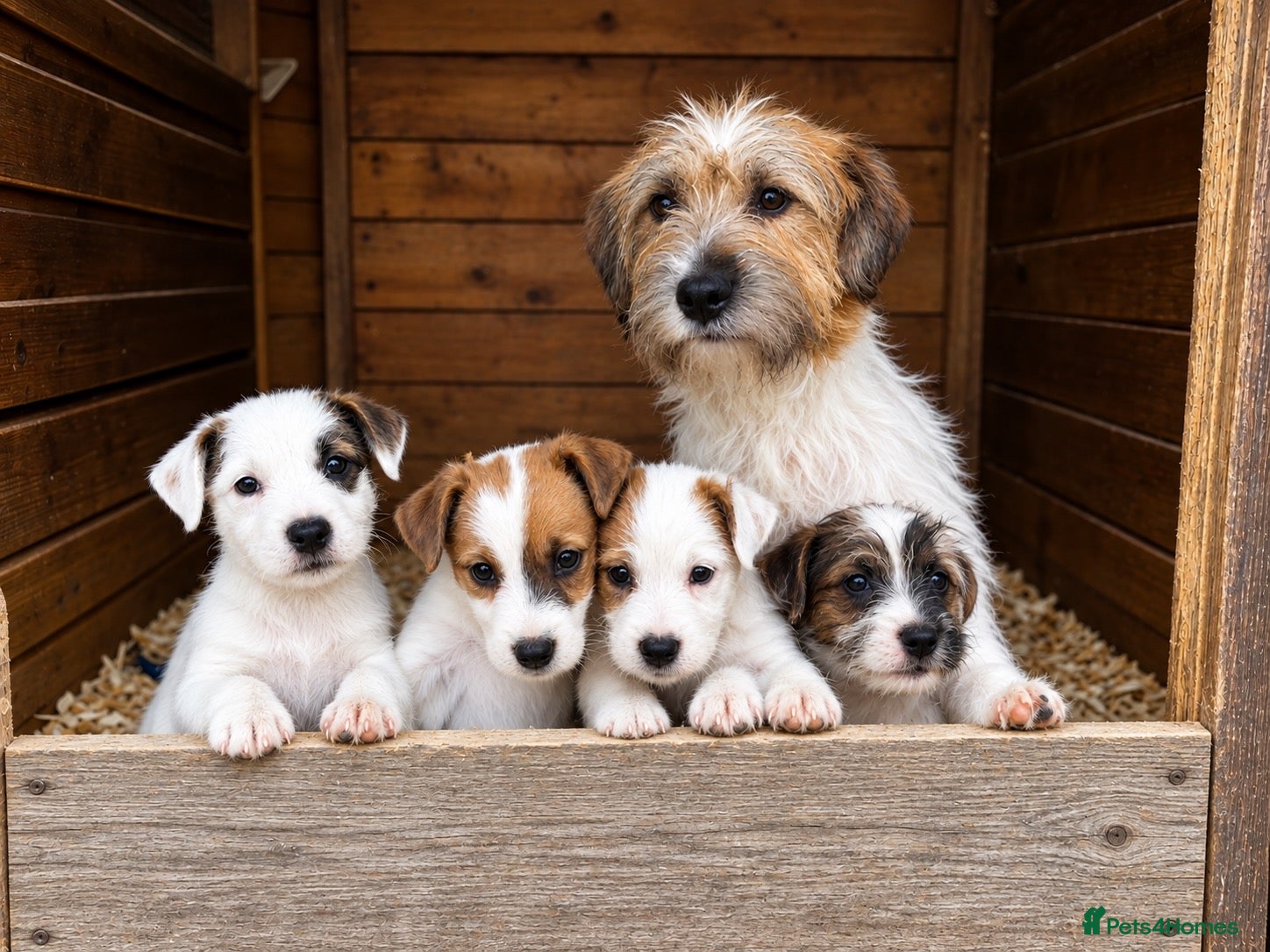 Jack Russell dogs Beautiful Jack Russell litter - Advert 2