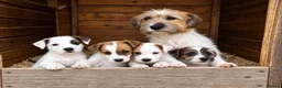Jack Russell dogs for sale: Beautiful Jack Russell litter - Advert 4