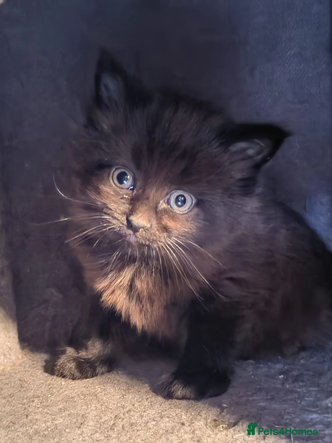 Mixed Breed cats for sale: 3 beautiful kittens  - Advert 2