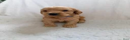 Cockapoo dogs for sale: F1 apricot cockapoo puppies  - Advert 5