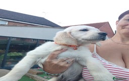Golden Retriever dogs for sale: Golden retriever chunky pups  - Image 6