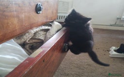 Mixed Breed cats for sale: Fluffy black kittens  - Image 11