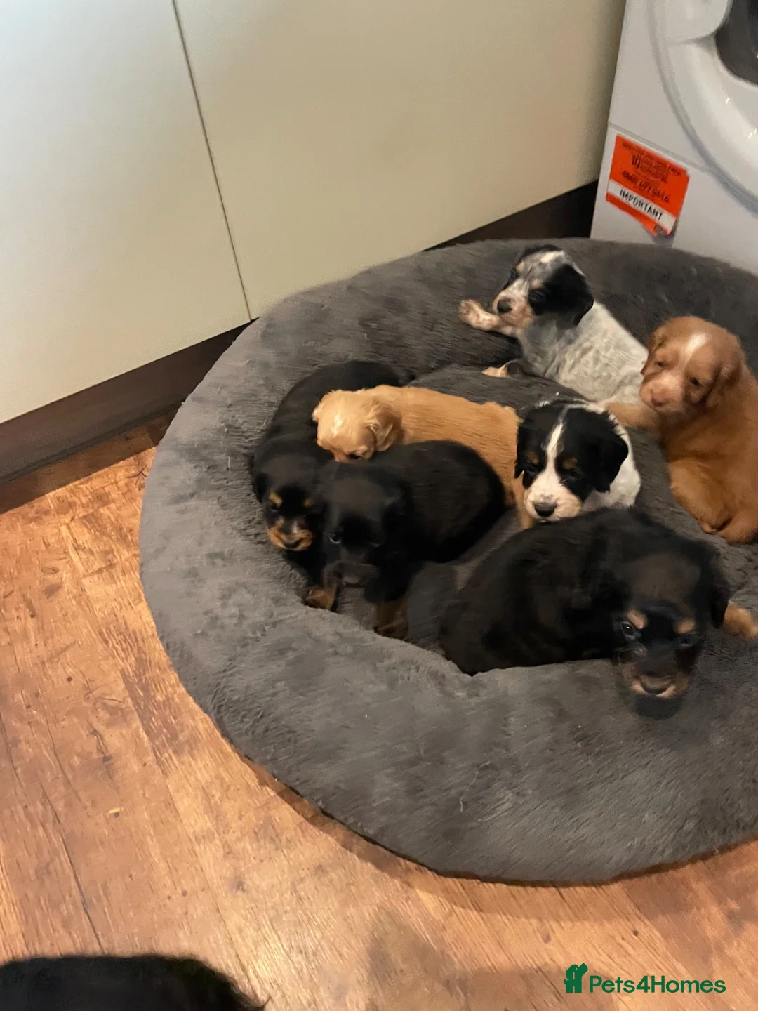 Cocker Spaniel dogs for sale: Kc reg working cocker spaniel  - Advert 2