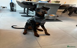 Dobermann dogs for sale: Pregnancy Confirmed - European Doberman Puppies - Image 18