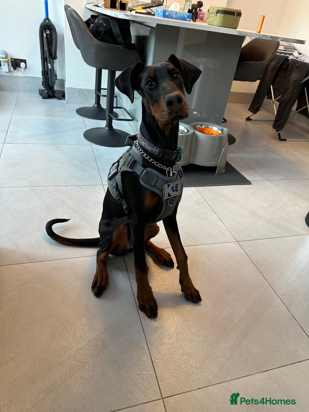 Dobermann dogs for sale: Pregnancy Confirmed - European Doberman Puppies - Image 18