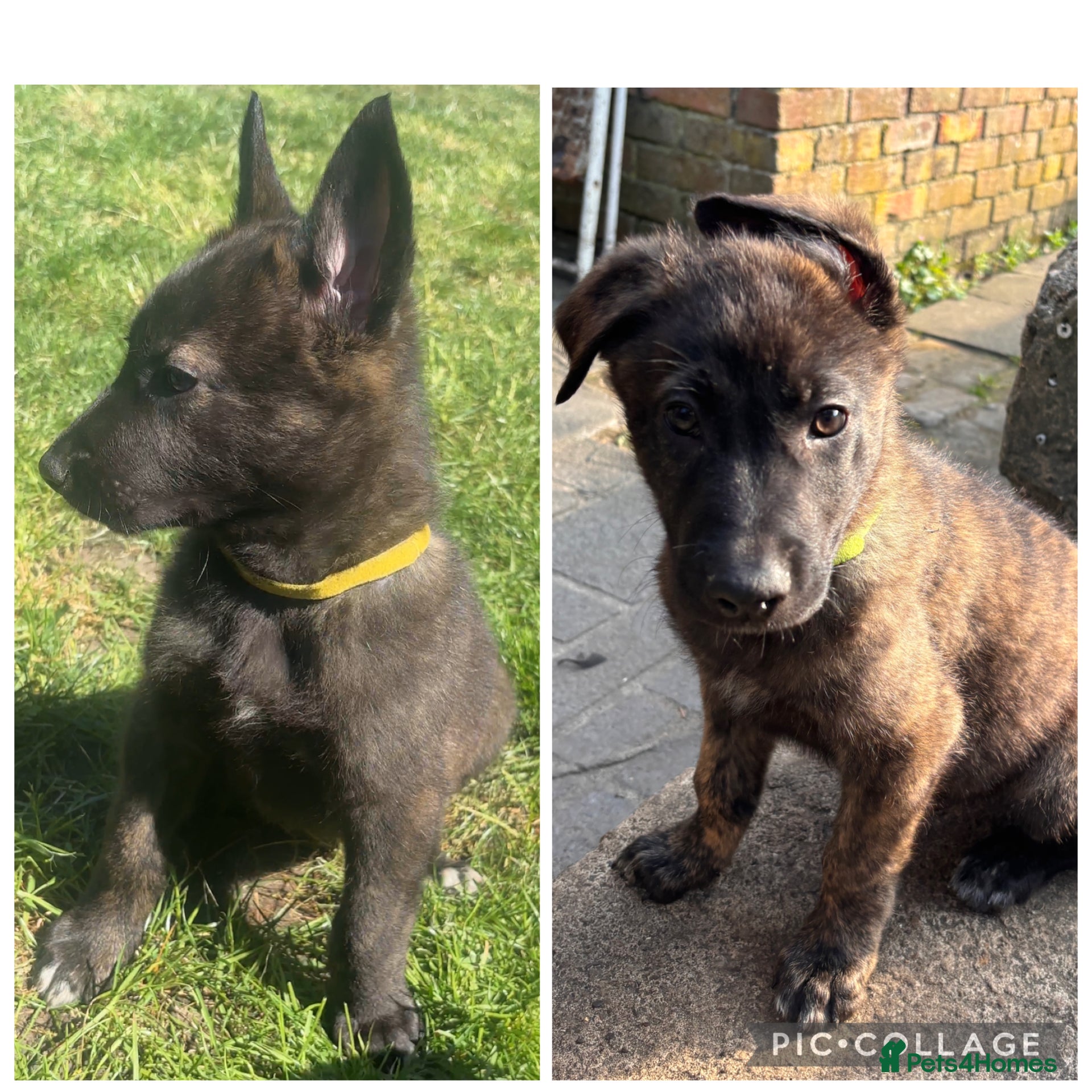 Mixed Breed dogs READY TO GO Dutch ShepardxBelgian malinois puppies - Advert 14