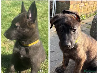 Mixed Breed dogs READY TO GO Dutch ShepardxBelgian malinois puppies - Advert 14