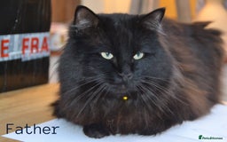 Mixed Breed cats for sale: Gorgeous Maine-Coon/Ragdoll/Bombay Mix Kittens!!! - Image 13