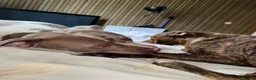 American Bully dogs for sale: Skye - American Bully.  in Manchester - Advert 4
