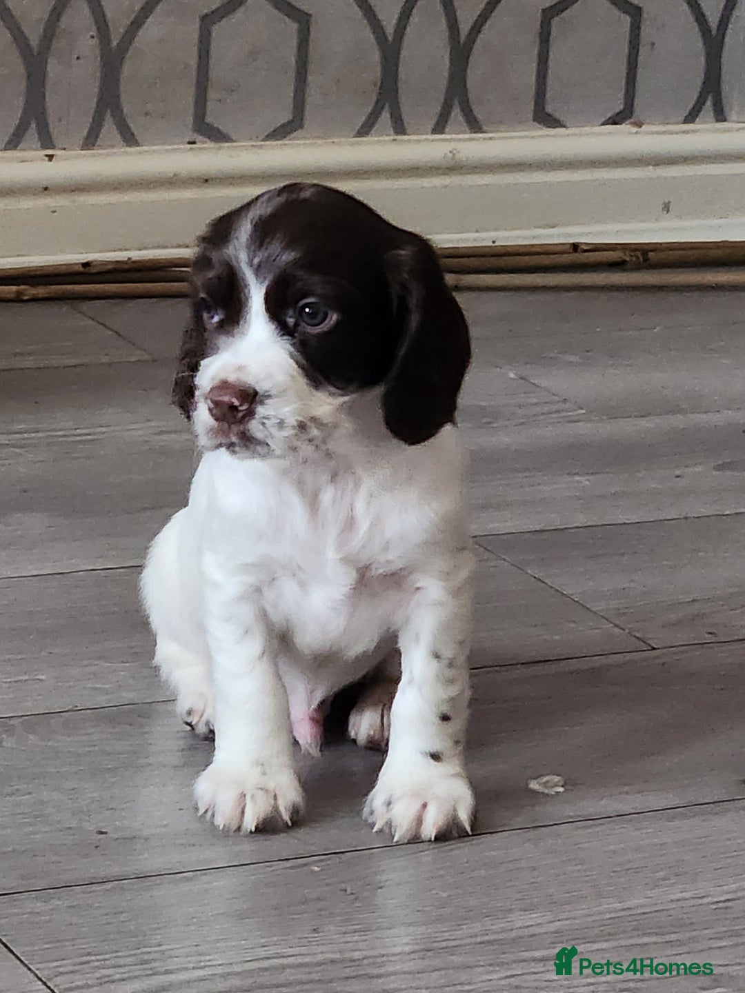 Cocker Spaniel dogs for sale: Cocker spaniel puppys. - Image 1