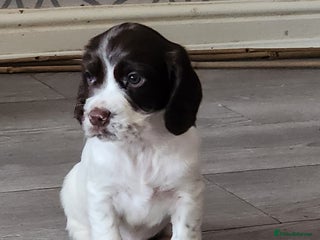 Cocker Spaniel dogs - Advert 33