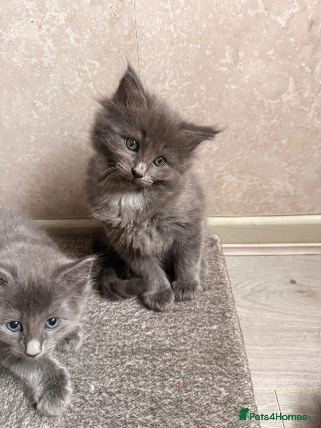 Ragcoon cats for sale: STUNNING BLUE RAGCOON FLUFFY KITTENS  - Advert 2