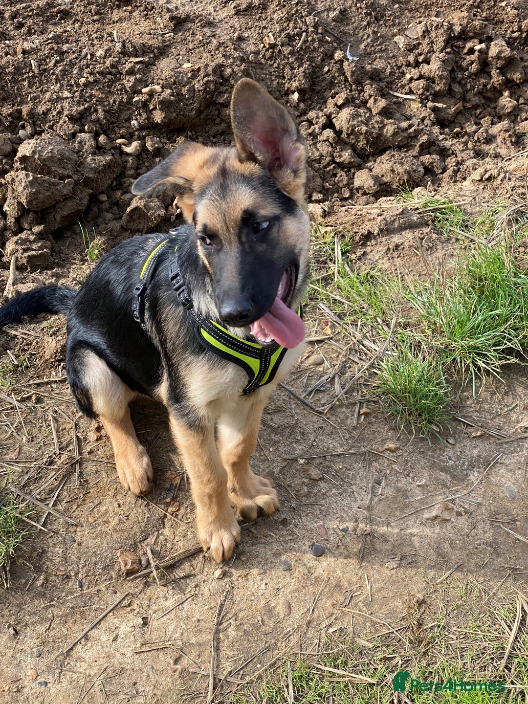 German Shepherd dogs for stud: German shepherd  - Advert 3