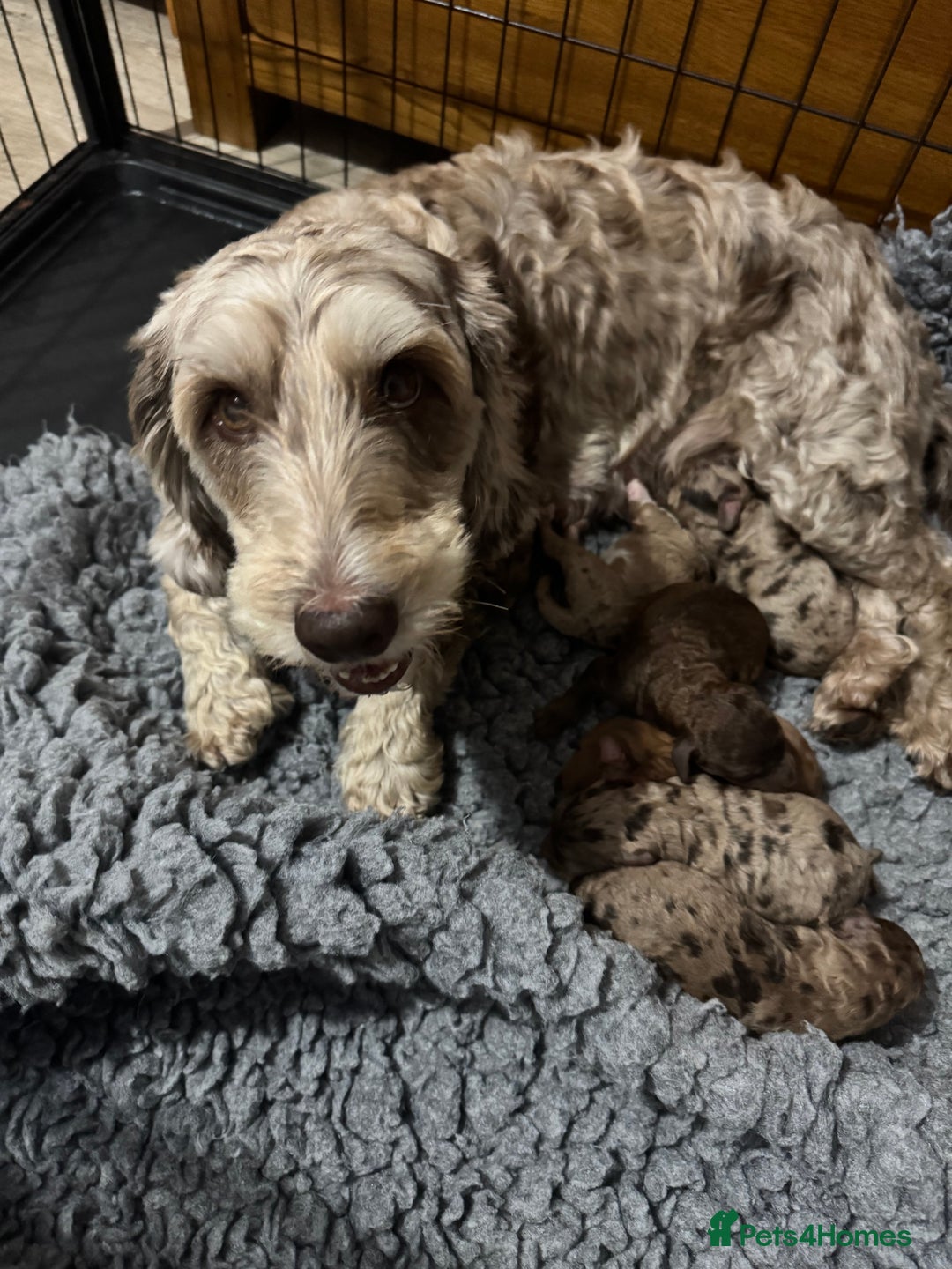 Cockapoo dogs for sale: DNA TESTED cockapoo puppies, ready 25th November - Image 4