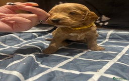 Cockapoo dogs for sale: Ready Monday 2 Cockapoo females  - Advert 35