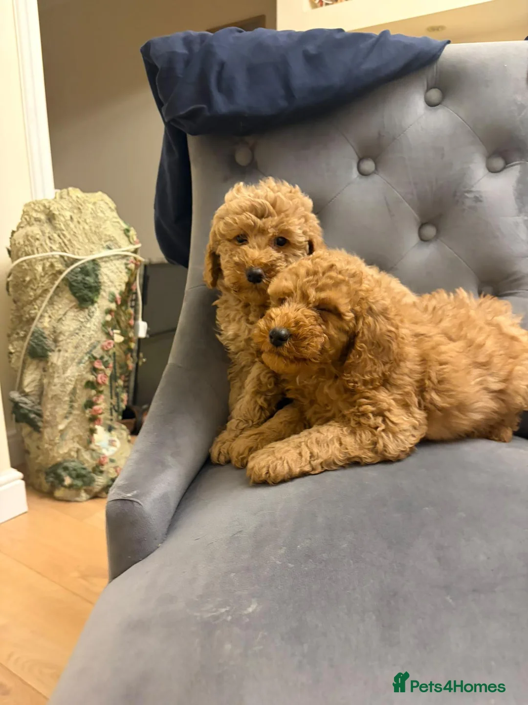 Miniature Poodle dogs for sale: Miniature poodle pups for sale  in Manchester - Advert 8