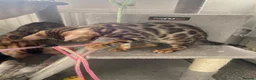 Bengal cats for sale: LAST THREE Ready now GCCF REGISTERED  - Advert 23