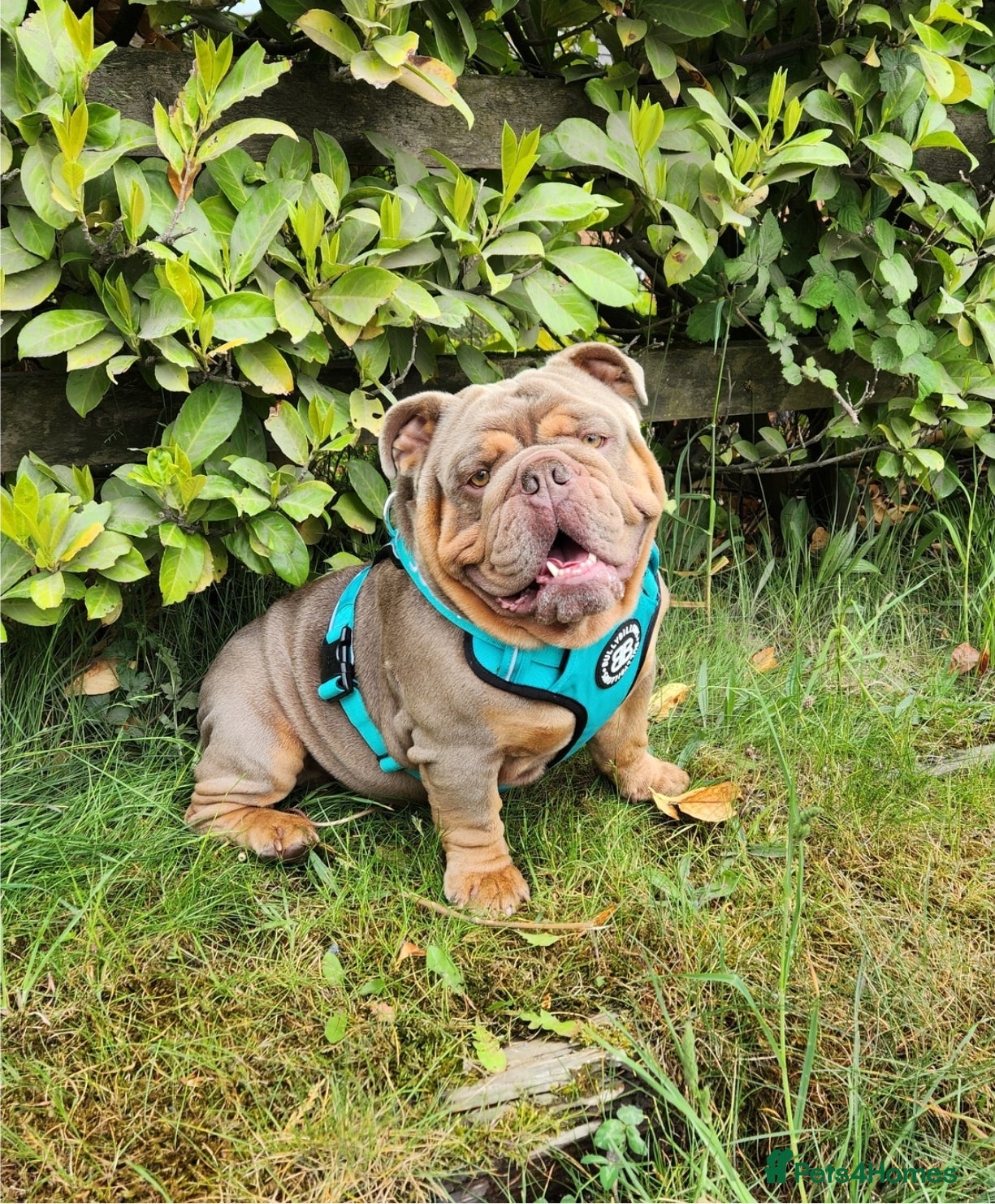 English Bulldog dogs Beautiful 2 year old intact Male - Advert 8