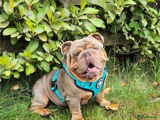 English Bulldog dogs Beautiful 2 year old intact Male - Advert 3