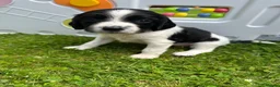 Sprocker dogs for sale: F2 Sprocker Puppies - Growing beautifully 🤎🖤🐾  - Advert 14