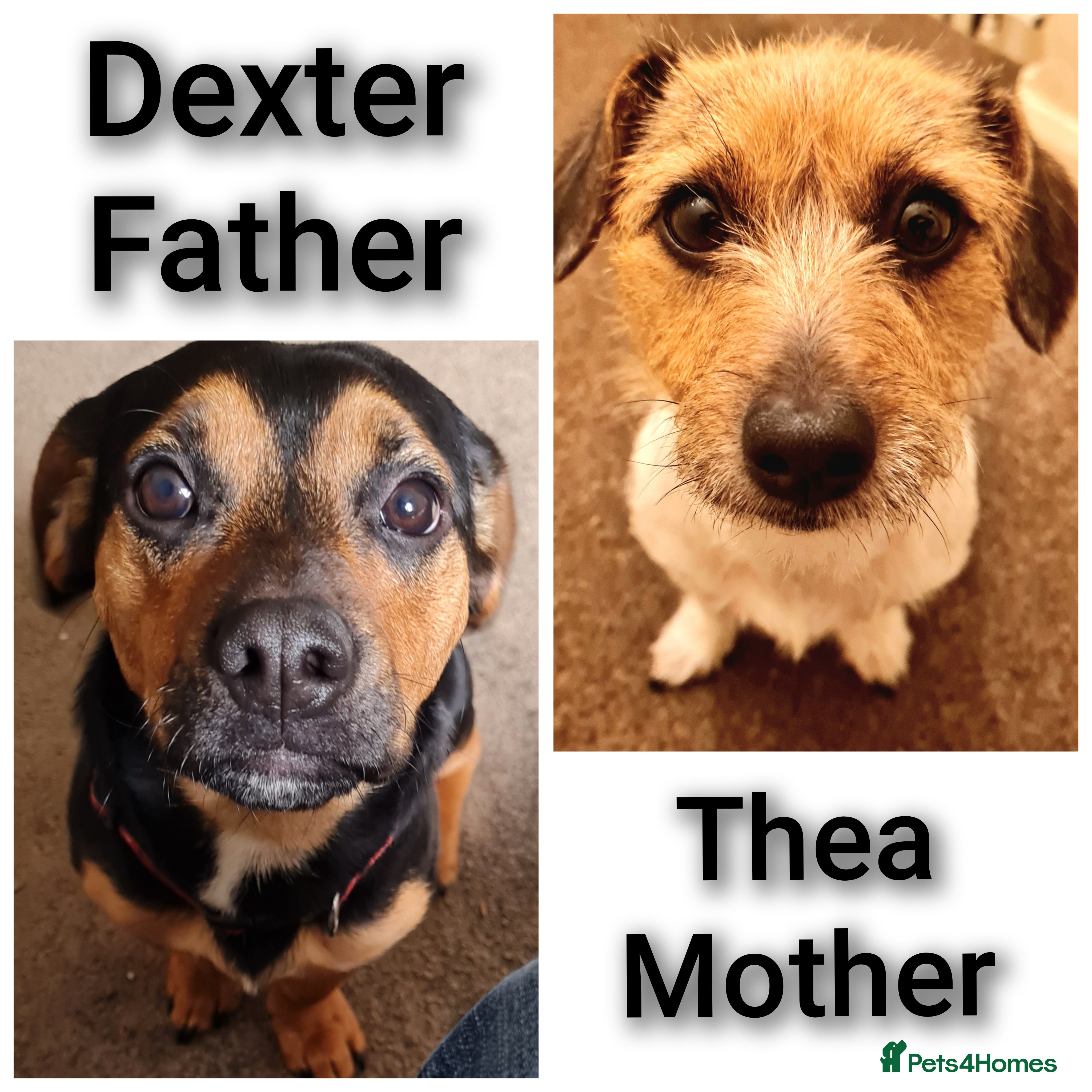 Jack Chi dogs Beautiful Jack Chi Puppies - Advert 1