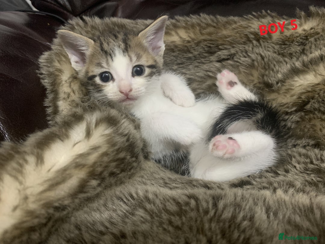 Mixed Breed cats for sale: 6 X BEAUTIFUL MIXED BREED KITTENS BORN 23.08.2025  - Image 17